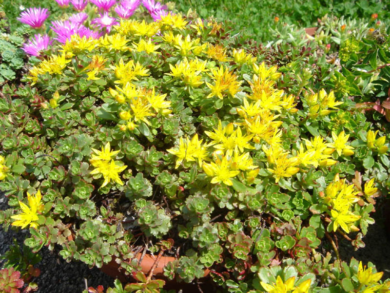 Phedimus florifer 'Weihenstephaner Gold' en fleurs dans un jardin ensoleillé